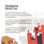 Заброшены и опасны