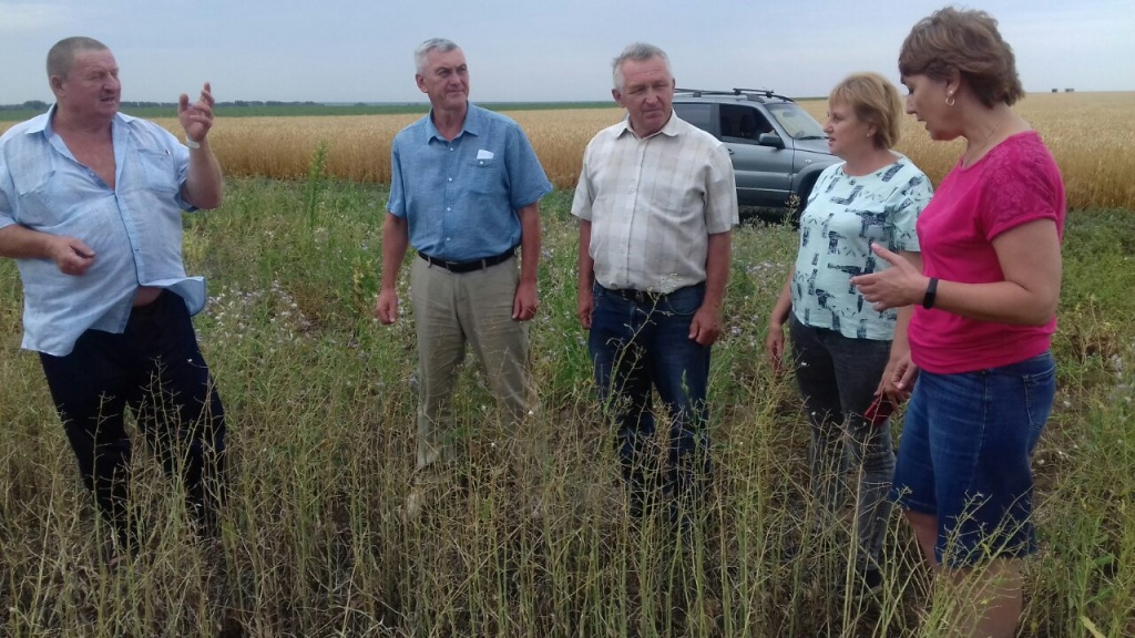 Саранча в Ровном (2).jpg