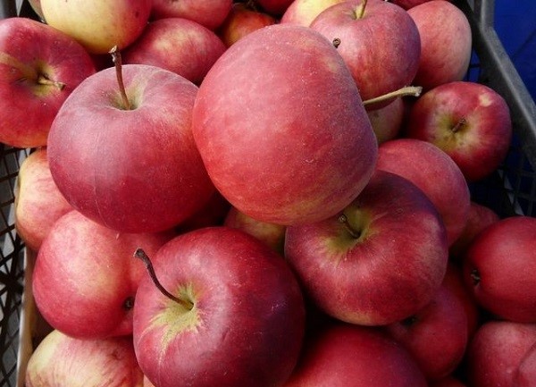 Сорт Рождественское.jpg