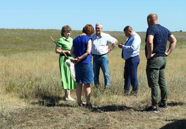 Саранча в Ровном (6).jpg