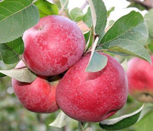 Сорт Лобо.jpg