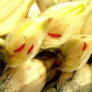 Пшеничный трипс.jpg