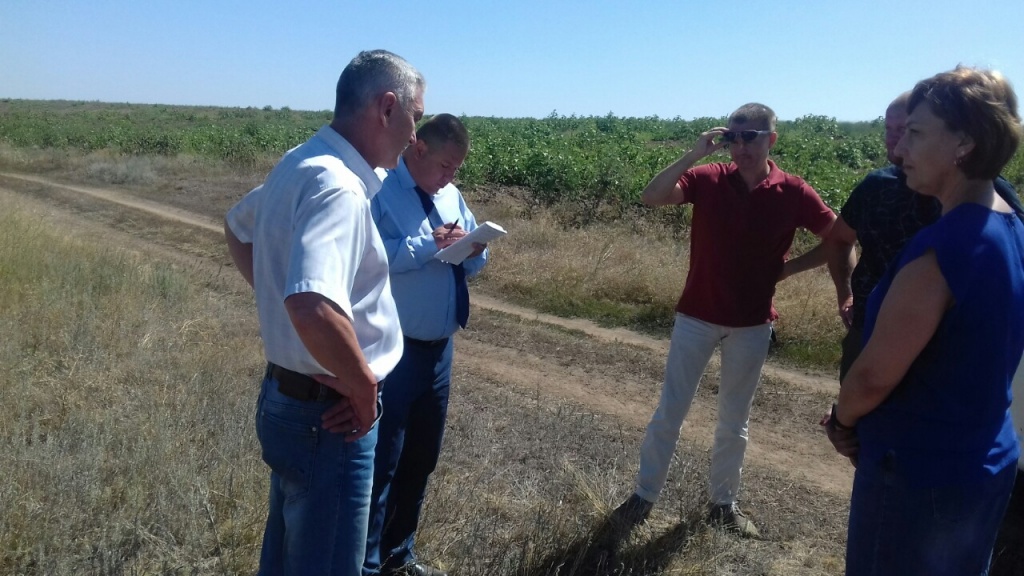 Саранча в Ровном (7).jpg